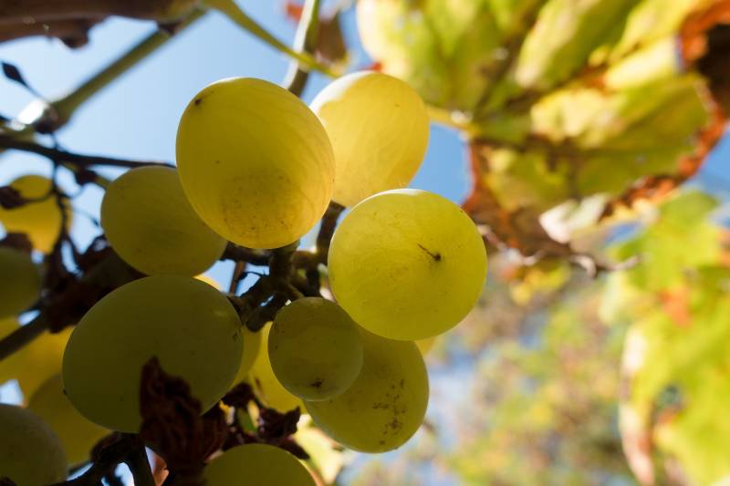 Vignoble de Jurançon, une production de qualité de vins blanc secs ou moelleux
