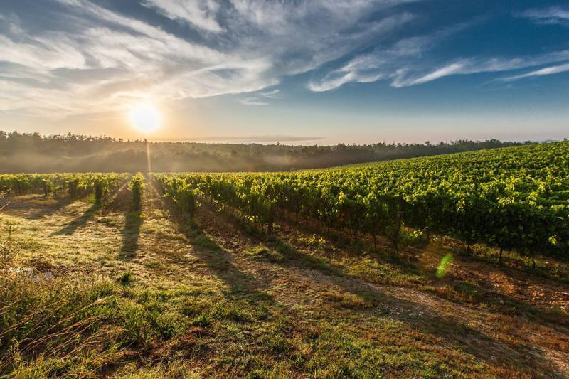 L’appellation de Grand Cru d’Alsace millésime, lieu-dit et cépage