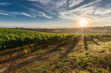 Entreprise de travaux viticoles en Gironde